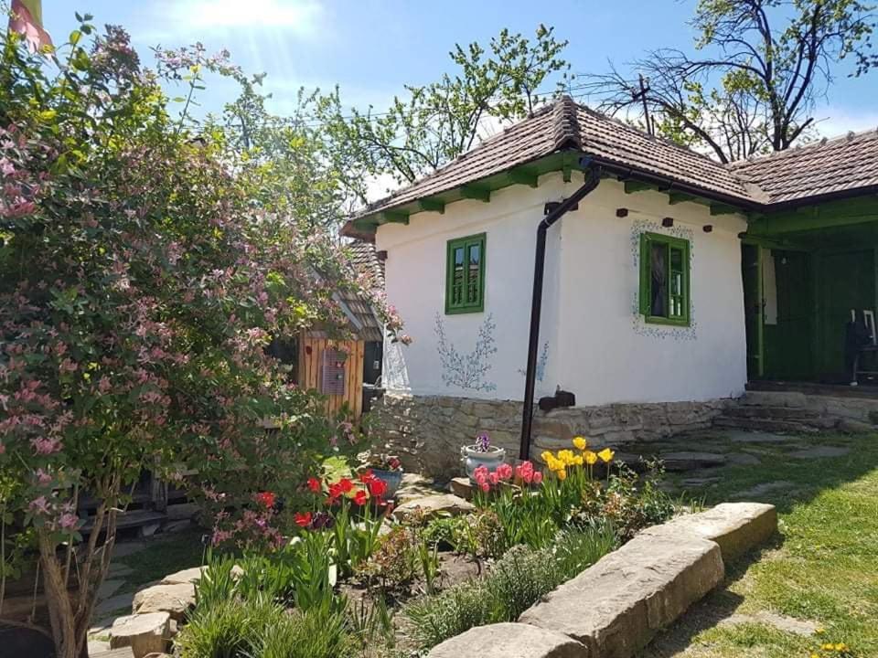 Tinutul Luanei Glamping